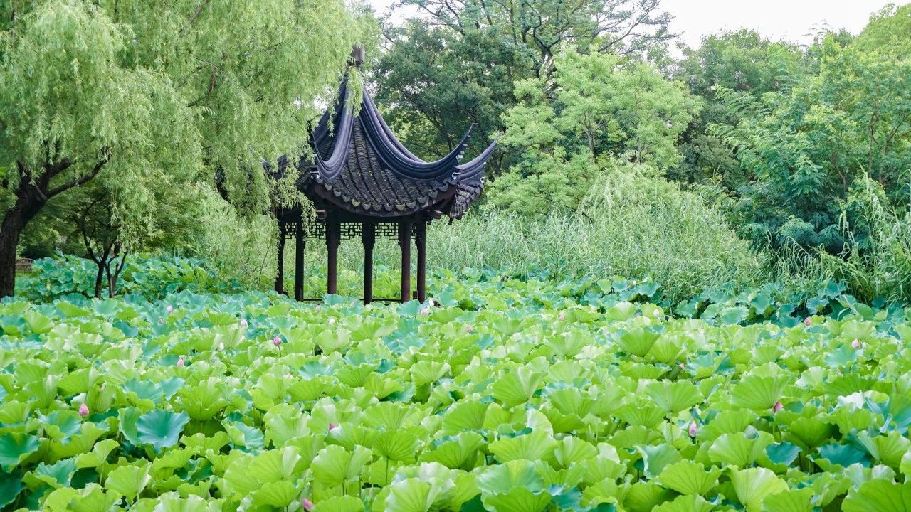 夏風(fēng)中，有“獨(dú)屬于夏日”的生氣2.jpg
