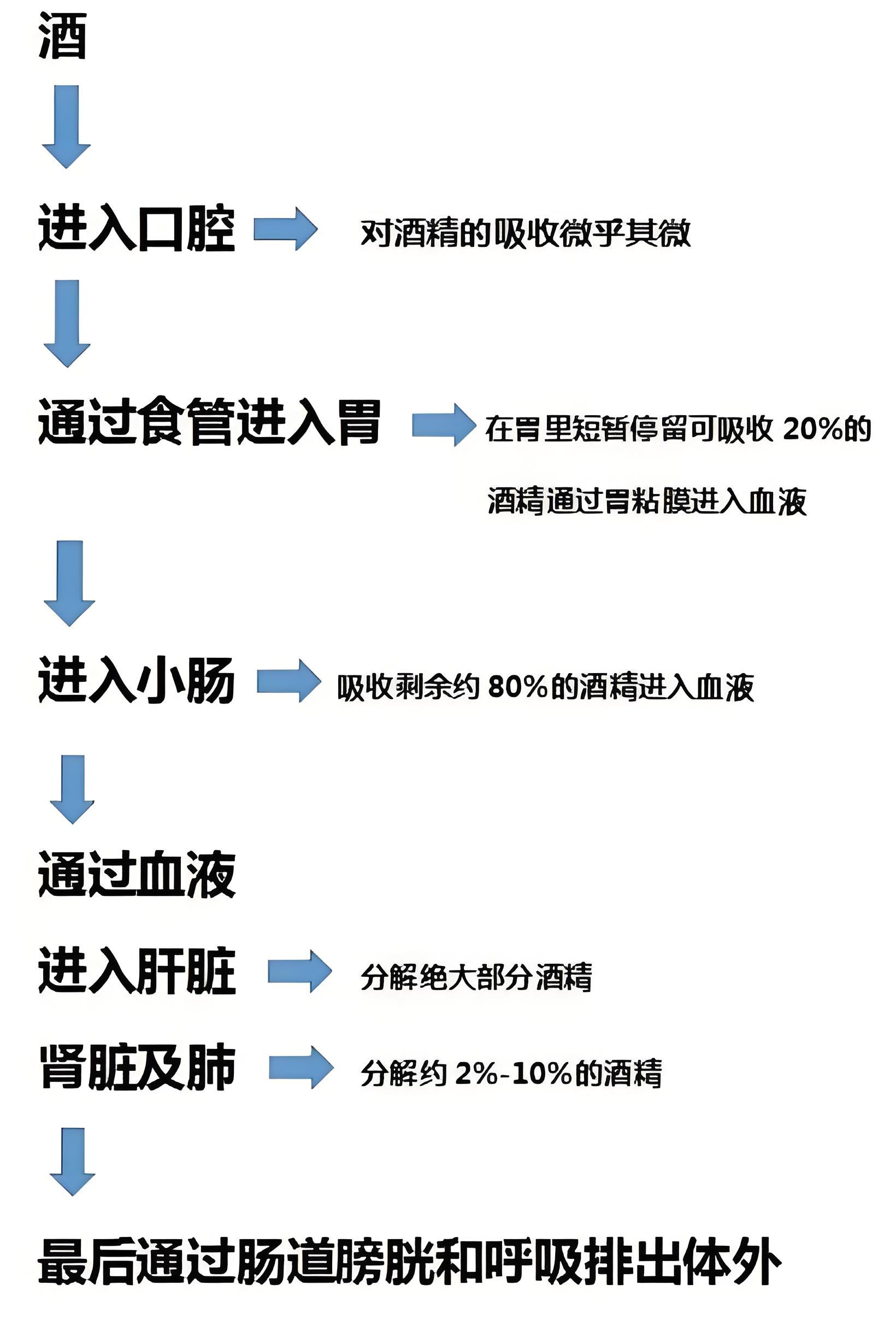 酒精對(duì)肌肉生長(zhǎng)的阻礙.jpg